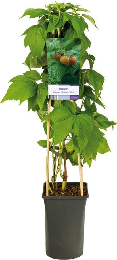 Starre Klimplant Rubus idaeus 'Golden Bliss' (Gele framboos)