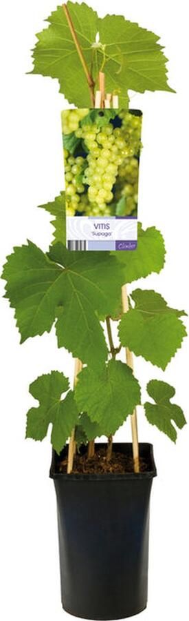Starre Klimplant Vitis 'supaga (Druif)