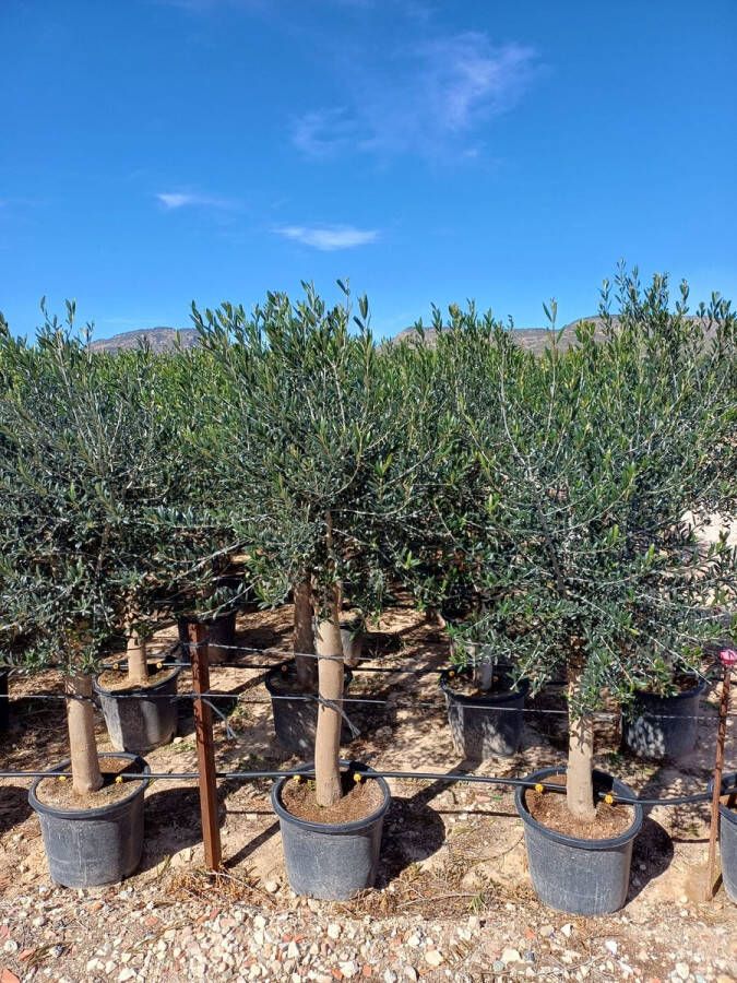 Sunnytree Olijfboom op stam Winterhard Groenblijvend 30 jaar oud- 190 cm hoog