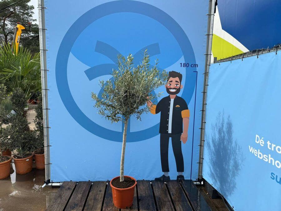 Sunny Tree Olea Europea Olijfboom Groenblijvend 15 jaar oud- 160 cm Winterhard tot -18