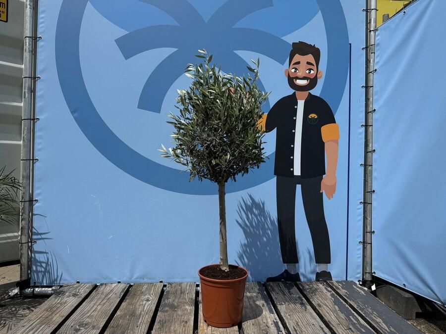 Sunny Tree 10 jaar oude Olijfboom op stam Boom Winterhard Groenblijvend 100 cm hoog