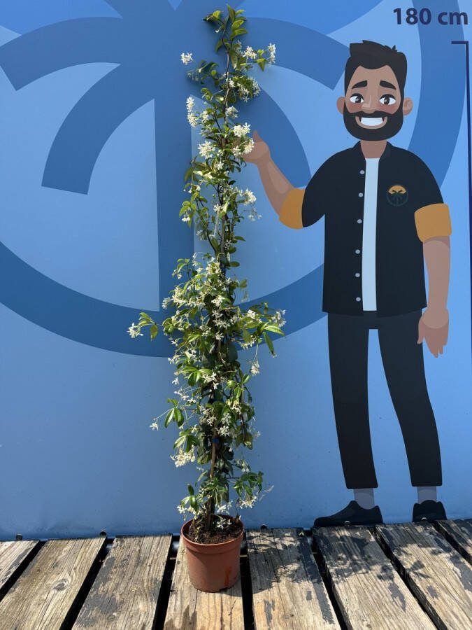 Sunny Tree Toscaanse Jasmijn Klimplant Buitenplant Winterhard Trachelospermum Jasminoides 120 cm