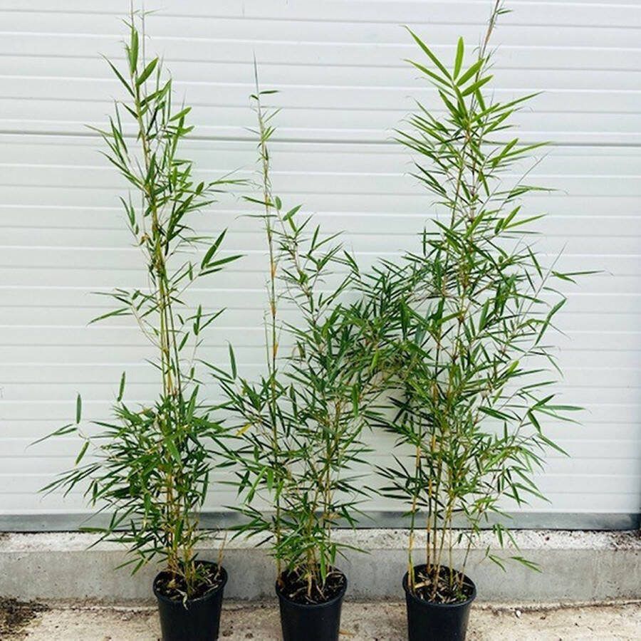 Tas Boomkwekerij 5 stuks Fargesia 'Robusta Campbell' Niet Woekerende Bamboe 80-100cm in kweekpot 2 liter Bamboe en Siergrassen
