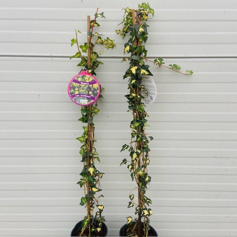 Tas Boomkwekerij 5 Stuks Hedera helix Goldheart (Klimop) Klimplant Hedera Klimop Goldheart