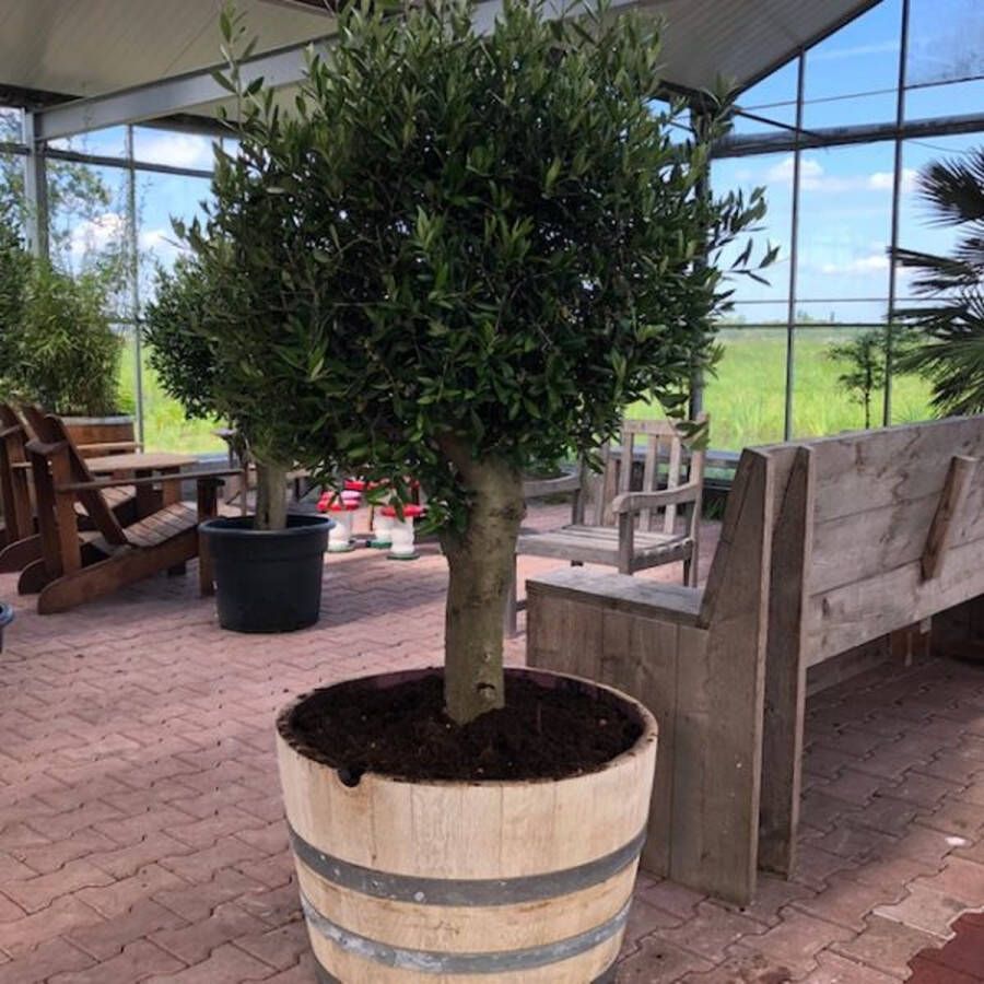 Tas Boomkwekerij Beplant Wijnvat Olijfboom Olea Europea Half Wijnvat 112 Liter