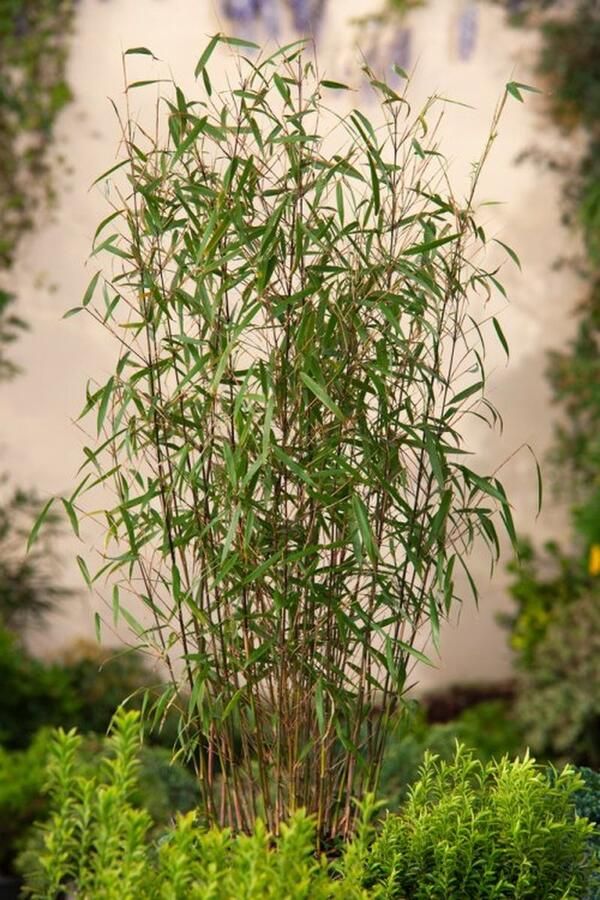 Tas Boomkwekerij 5 stuks Fargesia scabrida Asian Wonder Niet Woekerende Bamboe 60-80cm Kweekpot 2 liter Fargesia Bamboe en Siergrassen