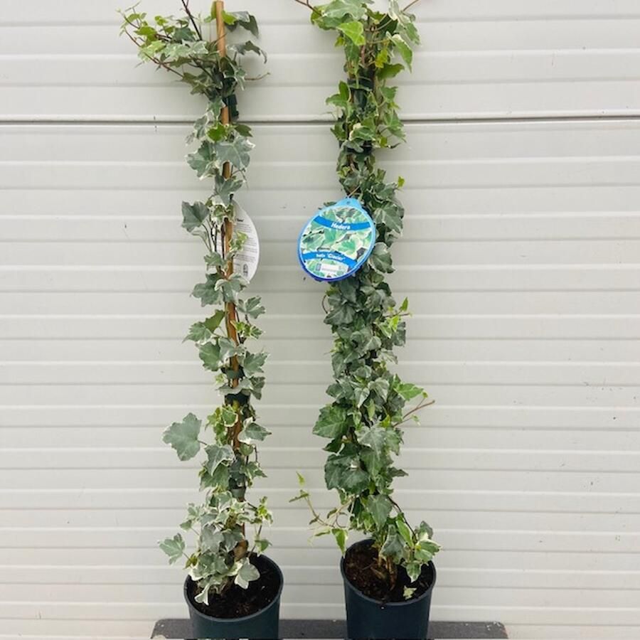 Tas Boomkwekerij 5 Stuks Hedera helix Glacier (Klimop) Hedera Klimplant Klimop
