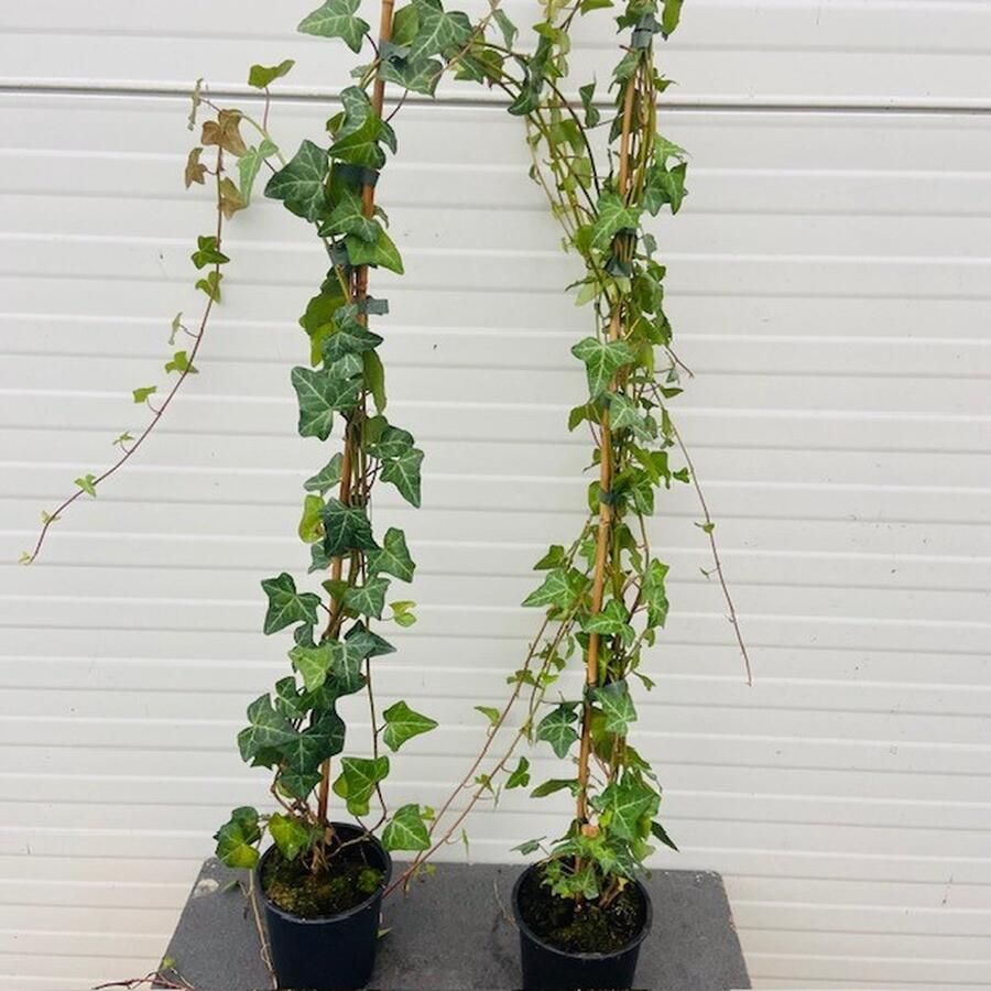 Tas Boomkwekerij 5 Stuks Hedera Helix (Klimop) Hedera Klimplant Hedera Helix