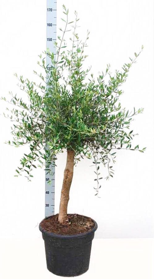 Teeninga Palmen Olea Europaea Olijfboom 140-180cm