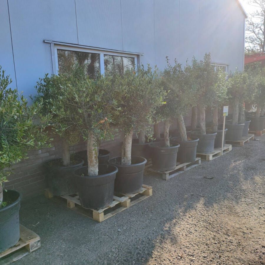Teeninga Palmen Olea Europaea Olijfboom 150-180cm