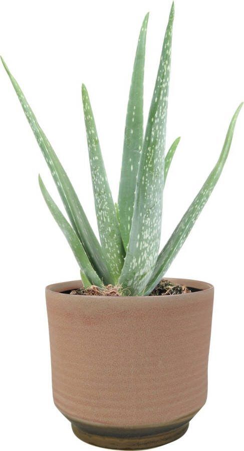 Ter Steege Plantenpot Bloempot Suze Roze kleur Keramiek D15 H14