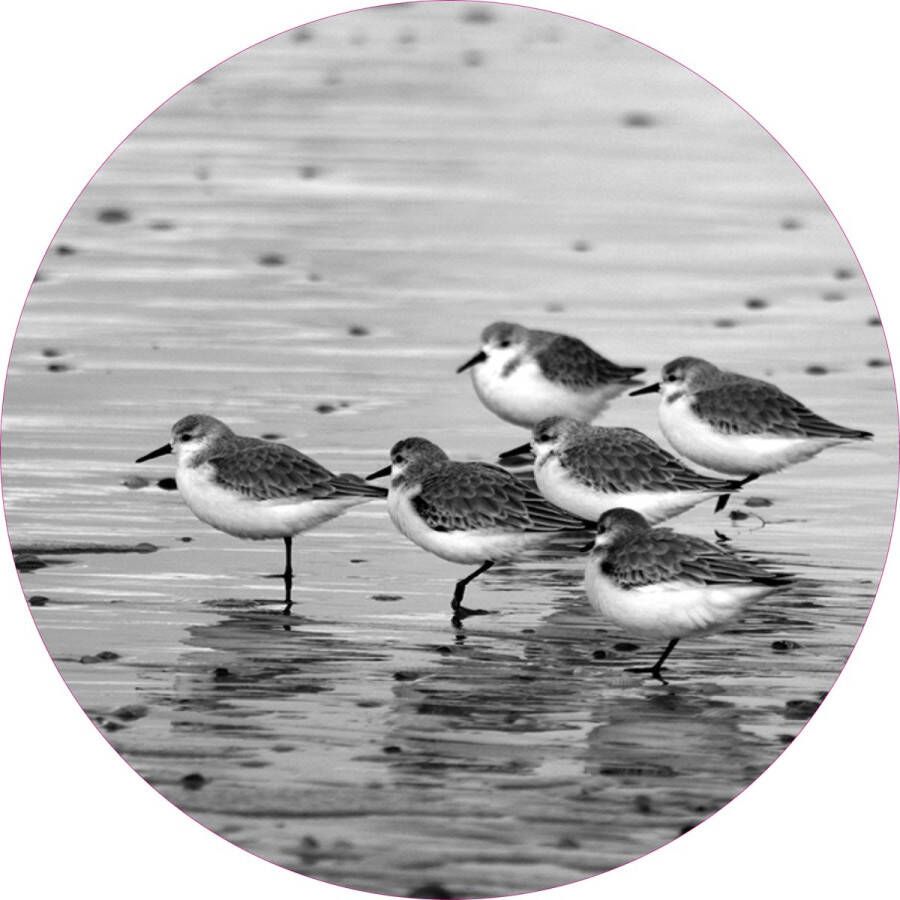 Texelphotos.nl Muurcirkel -Texel Strandlopers Wanddecoratie rond Wandcirkel Strand Zeevogels Duinen Zwart wit Noordzee Natuur Landschap Aluminium Dibond 45x45 cm Binnen en Buiten