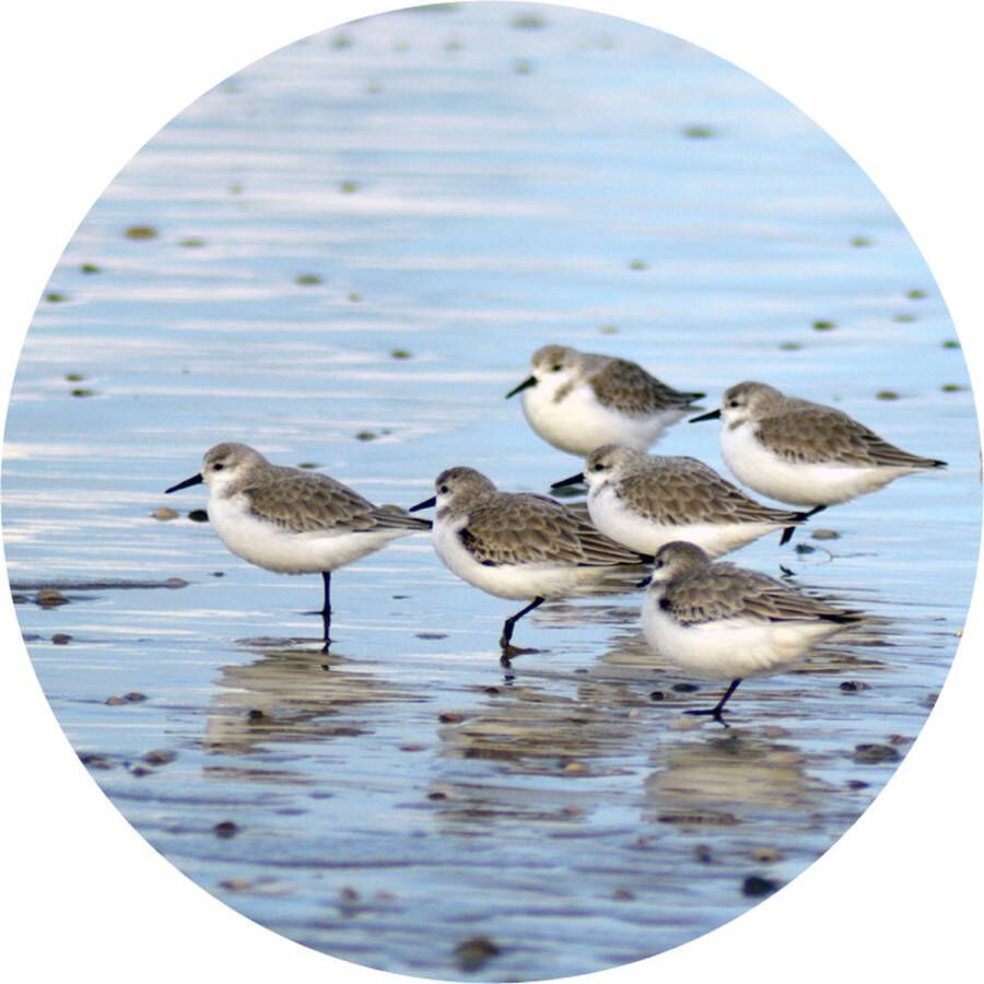 Texelphotos.nl Muurcirkel -Texel Strandlopers Wanddecoratie rond Wandcirkel Zeevogels Strandlopers Strand Natuur Noordzee Zwart Wit Aluminium Dibond 50x50 cm Binnen en Buiten