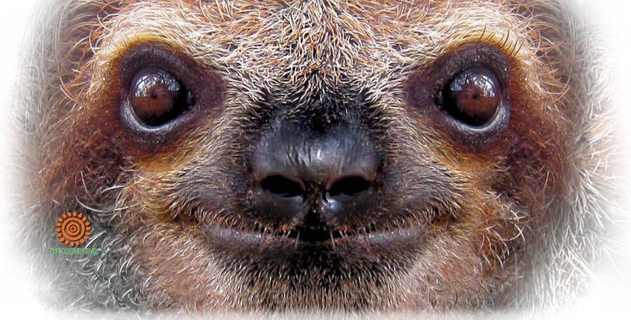 The Mountain Mok Sloth Face 440 ml