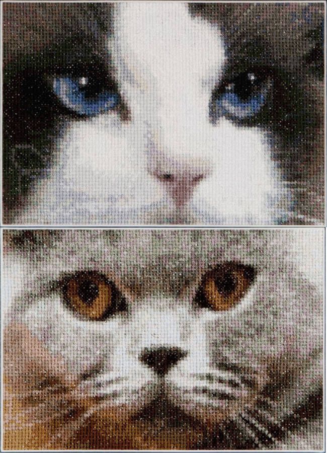 Thea Gouverneur Borduurpakket met telpatroon 542A Voorgesorteerde DMC Garens Katten Smokey + Blu Aida 17 cm x 12 cm DIY Kit