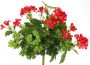 Merkloos Sans marque Kunstplanten Oostenrijkse Geranium rood 40 cm Kunstplanten met bloemen - Thumbnail 1