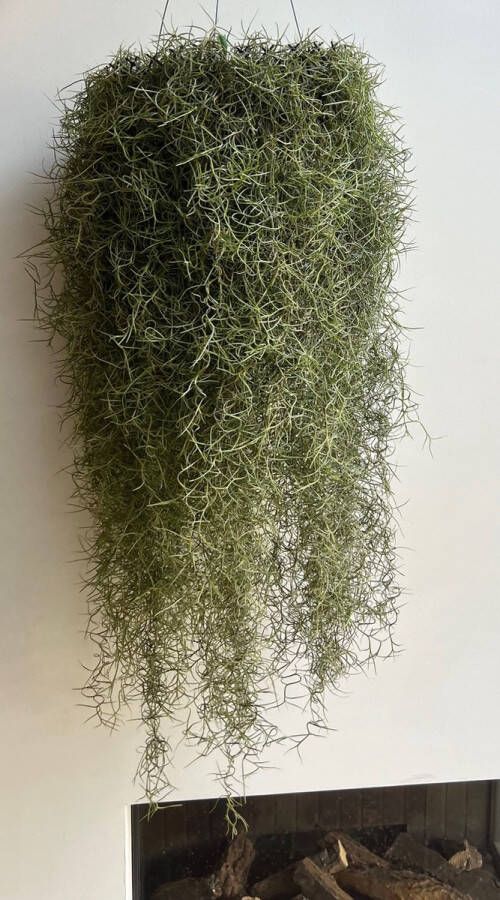 Trendyairplants Een schitterende levende kroonluchter! urbanjungle tillandsia spaans mos usneoides hangende plant vaderdag cadeautip kadoidee groeninhuis verjaardag pappa papa huiskamer makkelijke plant originele lamp verlichting watgeefik kamerplant airplant