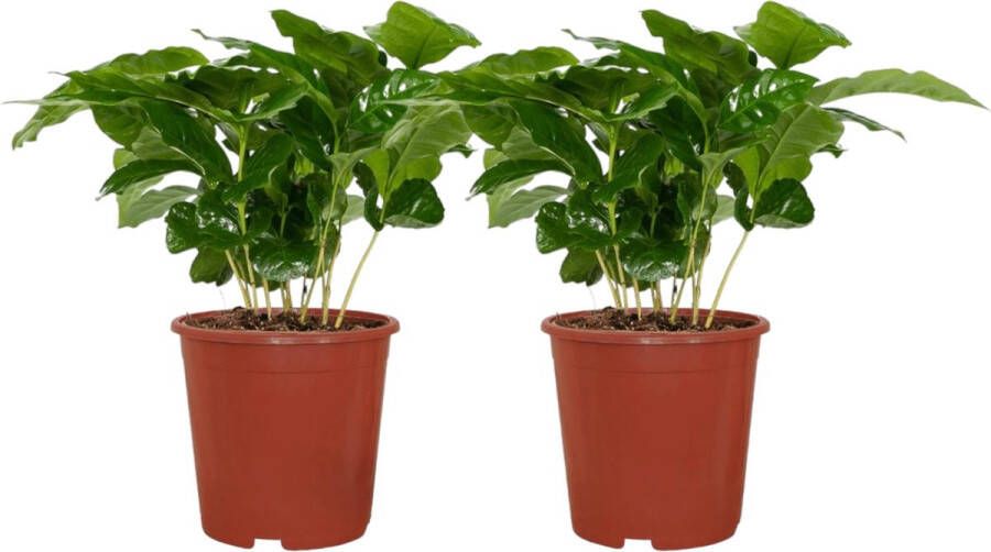 Trendyplants 2x Coffea Arabica Koffieplant Kamerplanten Hoogte 15-35 cm Potmaat Ø12cm