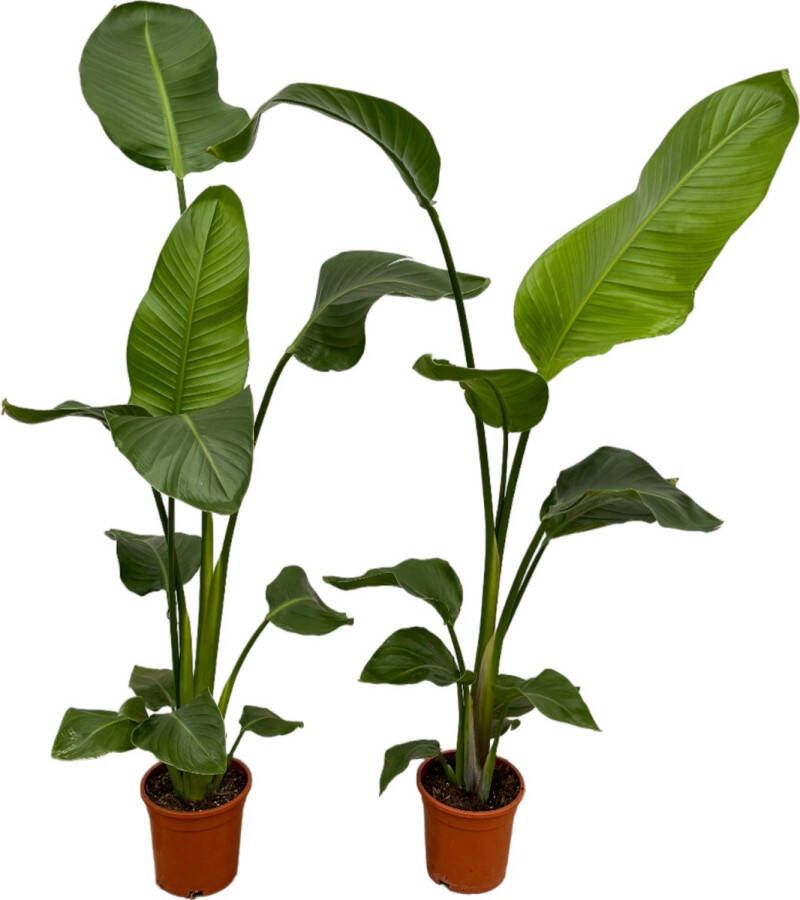 Trendyplants 2x Strelitzia Nicolai 100 Cm Ø17cm