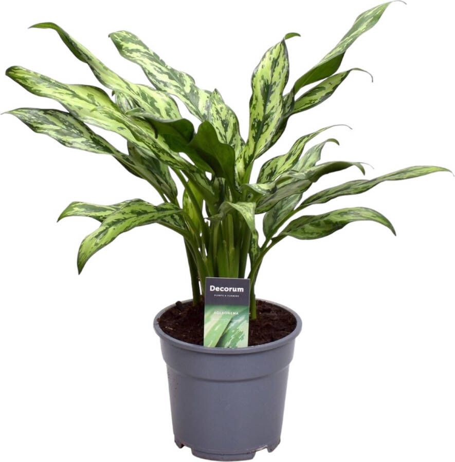 Trendyplants Aglaonema Juliette Kamerplant Hoogte 30-50 cm Potmaat Ø12cm