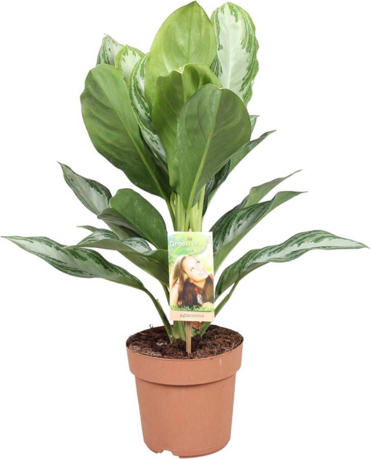 Trendyplants Aglaonema Silver Bay Kamerplant Hoogte 45-65 cm Potmaat Ø17cm