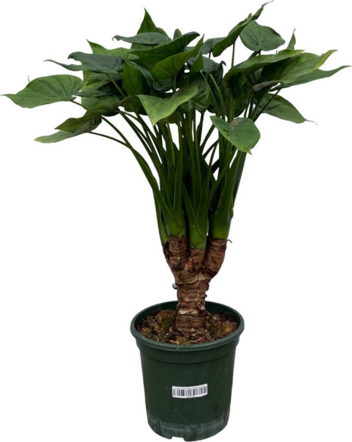 Trendyplants Alocasia Cucullata stam Kamerplant Hoogte 65-85 cm Potmaat Ø26cm