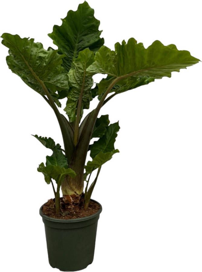 Trendyplants Alocasia Low Rider Kamerplant Hoogte 65-85 cm Potmaat Ø26cm