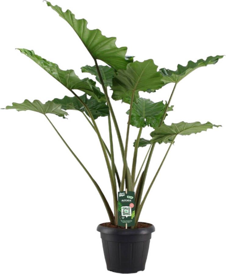 Trendyplants Alocasia Portodora Olifantsoor Kamerplant Hoogte 130-150 cm Potmaat Ø35cm