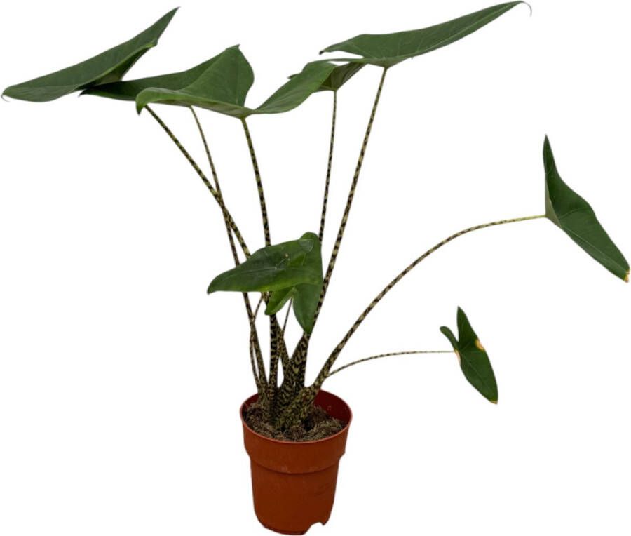 Trendyplants Alocasia Zebrina Kamerplant Hoogte 70-90 cm Potmaat Ø19cm