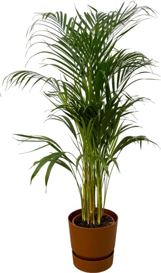 Trendyplants Areca Palm ↨110cm Ø21cm Inclusief Elho Greenville Round Bruin Ø24cm X ↨23cm