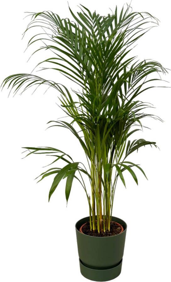 Trendyplants Areca Palm ↨110cm Ø21cm Inclusief Elho Greenville Round Groen Ø24cm X ↨23cm
