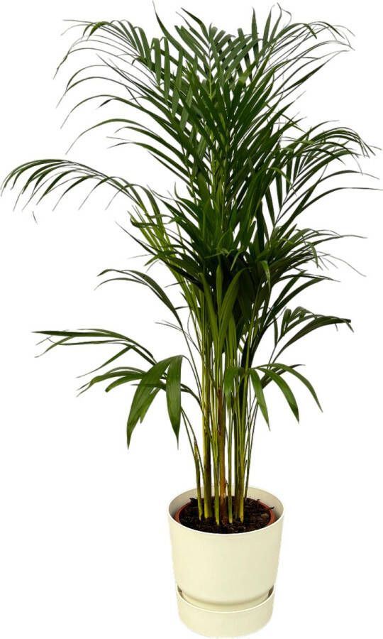 Trendyplants Areca Palm ↨110cm Ø21cm Inclusief Elho Greenville Round Wit Ø24cm X ↨23cm