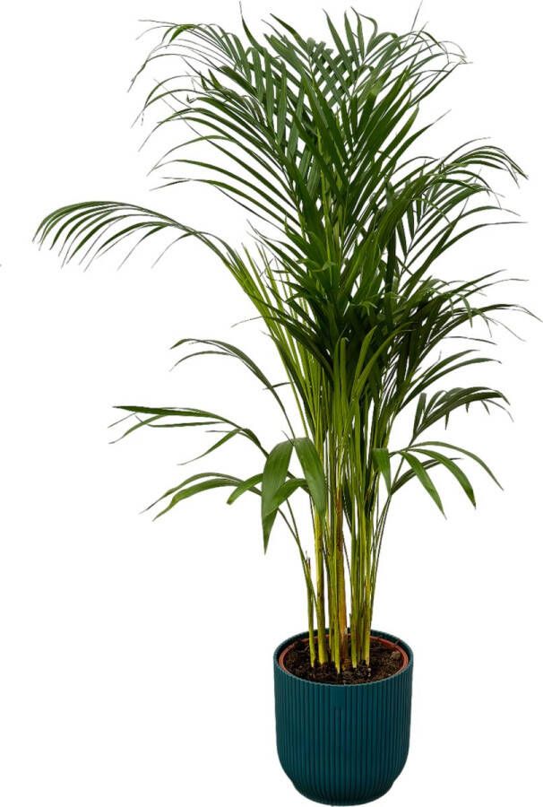 Trendyplants Areca Palm ↨110cm Ø21cm Inclusief Elho Vibes Fold Round Blauw Ø22cm X ↨20cm