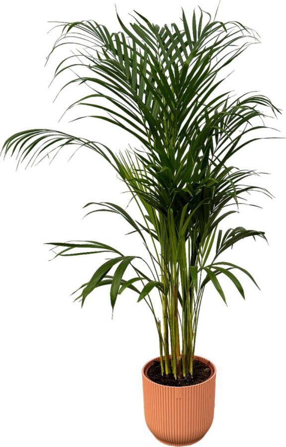 Trendyplants Areca Palm ↨110cm Ø21cm Inclusief Elho Vibes Fold Round Roze Ø22cm X ↨20cm