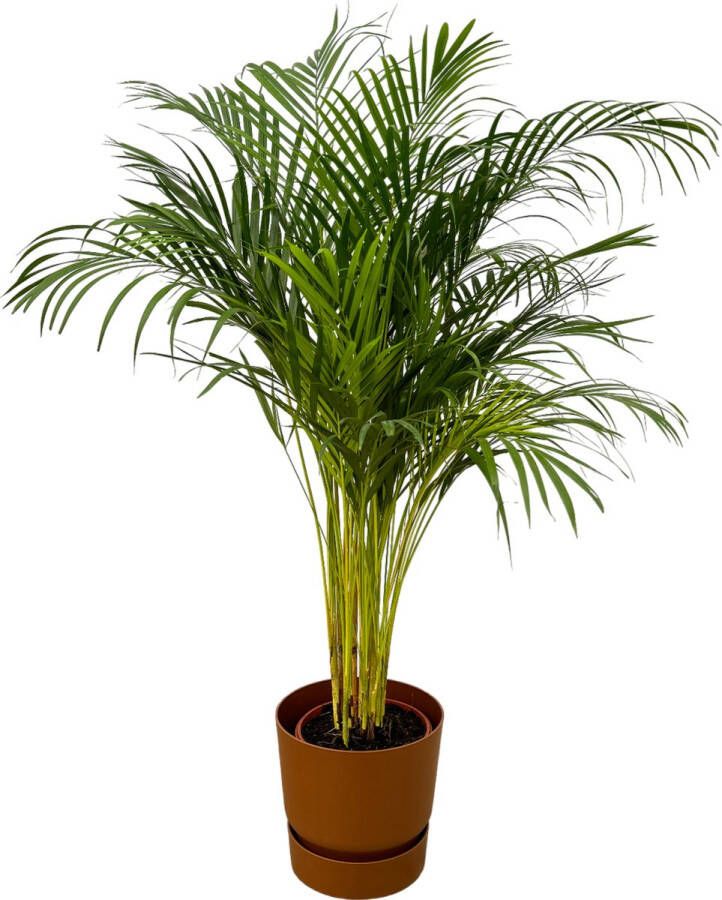 Trendyplants Areca Palm ↨130cm Ø24cm Inclusief Elho Greenville Round Bruin Ø30cm X ↨28cm