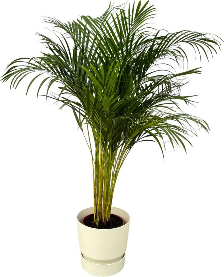 Trendyplants Areca Palm ↨130cm Ø24cm Inclusief Elho Greenville Round Wit Ø30cm X ↨28cm