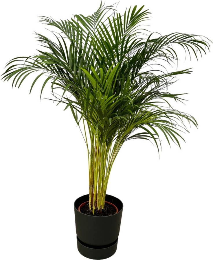 Trendyplants Areca Palm ↨130cm Ø24cm Inclusief Elho Greenville Round Zwart Ø30cm X ↨28cm