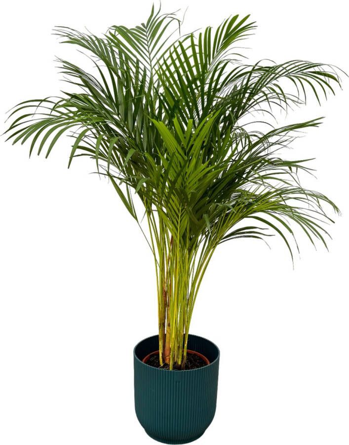Trendyplants Areca Palm ↨130cm Ø24cm Inclusief Elho Vibes Fold Round Blauw Ø30cm X ↨27cm