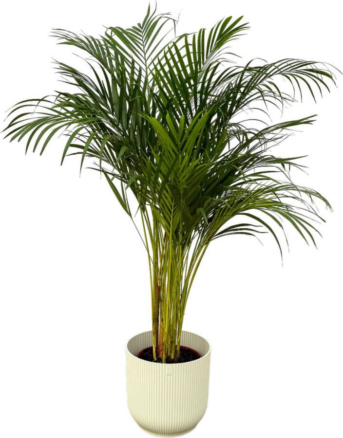Trendyplants Areca Palm ↨130cm Ø24cm Inclusief Elho Vibes Fold Round Wit Ø30cm X ↨27cm