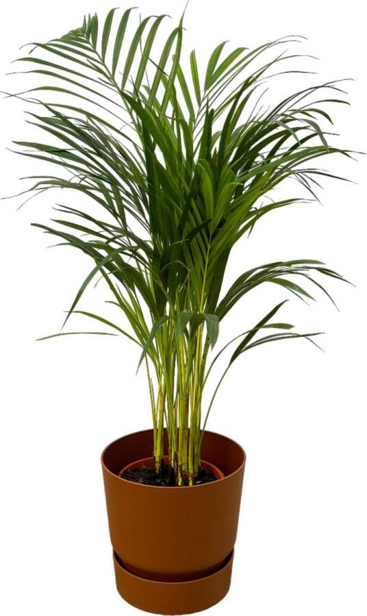 Trendyplants Areca Palm ↨85cm Ø19cm Inclusief Elho Greenville Round Bruin Ø24cm X ↨23cm
