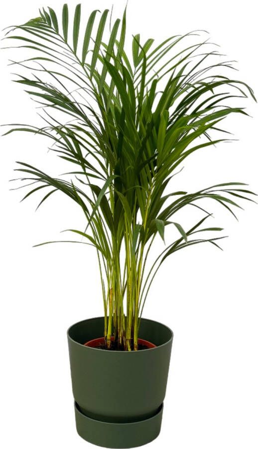 Trendyplants Areca Palm ↨85cm Ø19cm Inclusief Elho Greenville Round Groen Ø24cm X ↨23cm