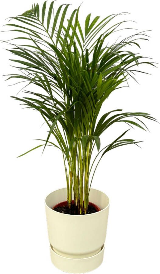 Trendyplants Areca Palm ↨85cm Ø19cm Inclusief Elho Greenville Round Wit Ø24cm X ↨23cm