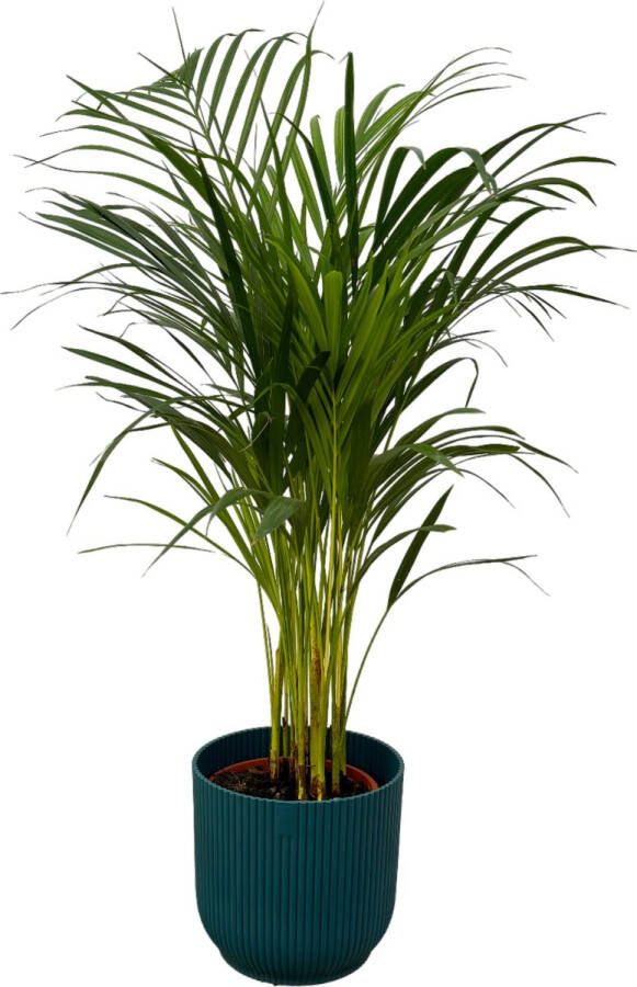 Trendyplants Areca Palm ↨85cm Ø19cm Inclusief Elho Vibes Fold Round Blauw Ø22cm X ↨20cm