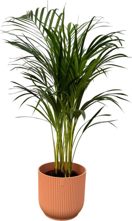Trendyplants Areca Palm ↨85cm Ø19cm Inclusief Elho Vibes Fold Round Roze Ø22cm X ↨20cm
