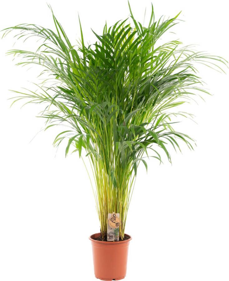 Trendyplants Areca palm Goudpalm Kamerplant Hoogte 100-120 cm Potmaat Ø21cm