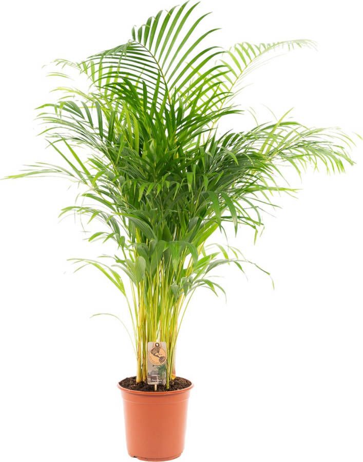 Trendyplants Areca palm Goudpalm Kamerplant Hoogte 120-140 cm Potmaat Ø24cm