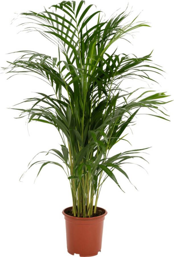 Trendyplants Areca palm Goudpalm Kamerplant Hoogte 75-95 cm Potmaat Ø19cm