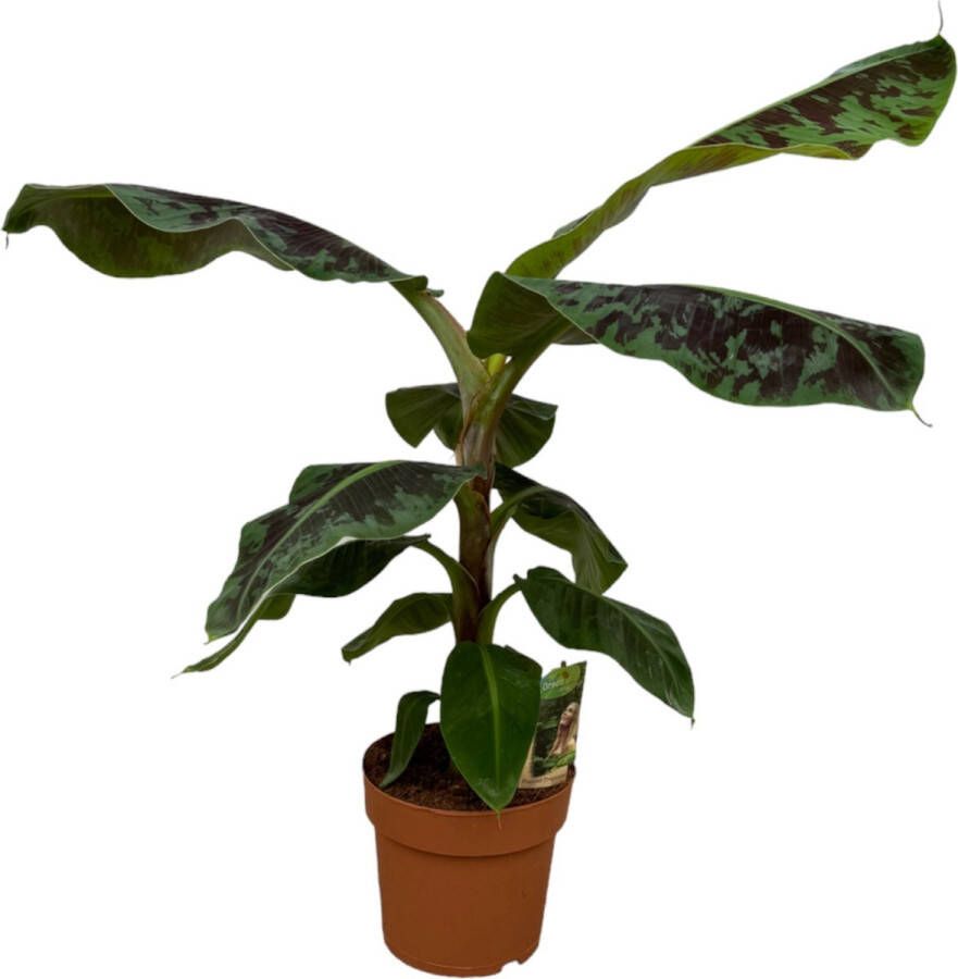 Trendyplants Bananenplant Hoogte 70-90 cm Musa Potmaat Ø21cm