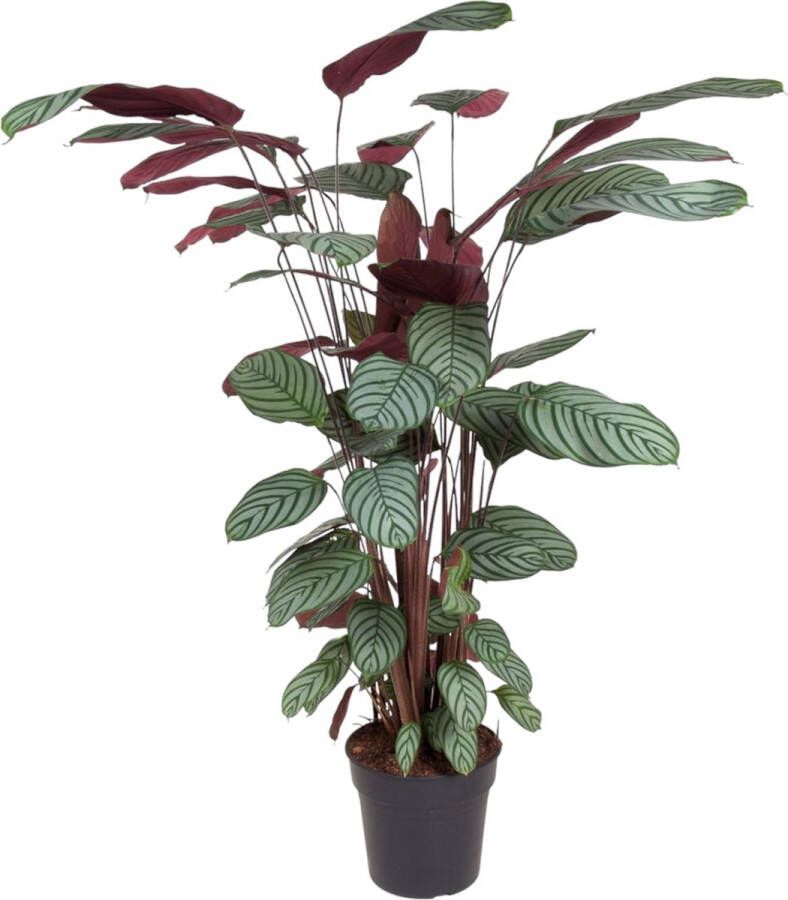 Trendyplants Calathea Oppenheimiana Kamerplant Hoogte 130-150 cm Potmaat Ø27cm