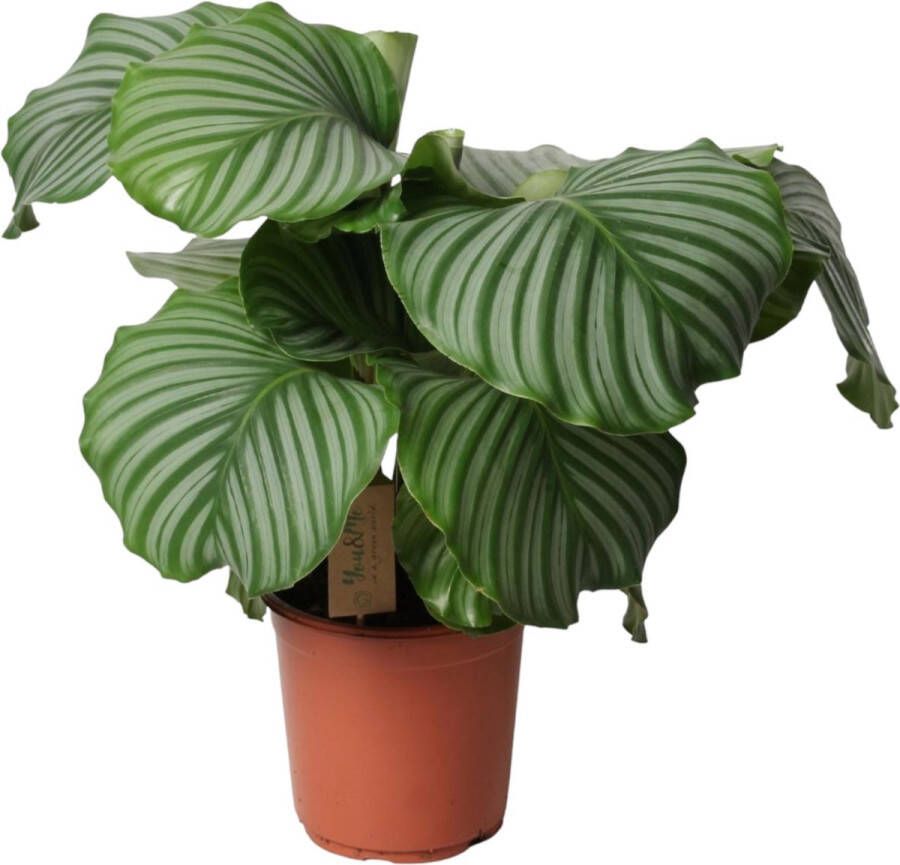 Trendyplants Calathea Orbifolia Kamerplant Hoogte 45-65 cm Potmaat Ø21cm